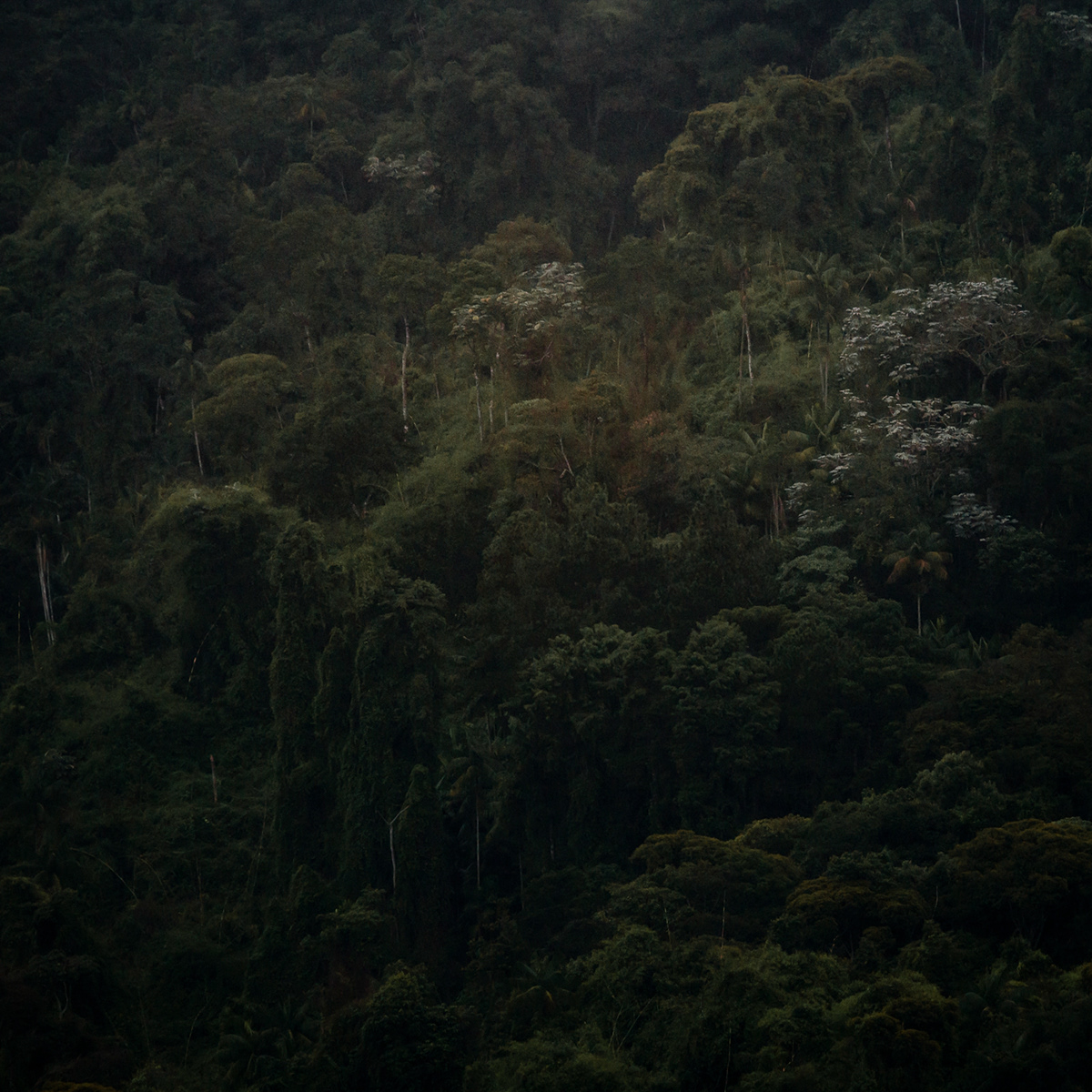 rain forest mantiqueira landscapes mata atlantica Photography  Nature fineartphotography fineartprints Brazil