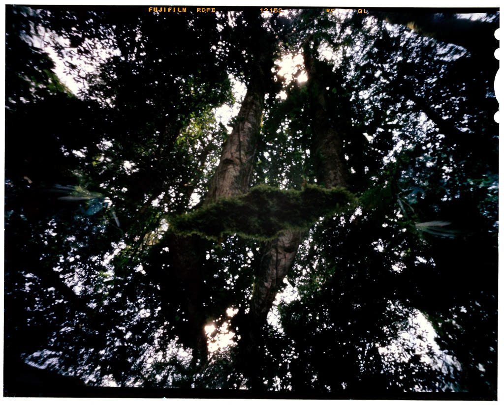 4x5 Film film photography jungle mata atlantica multiple exposure pinhole rain forest