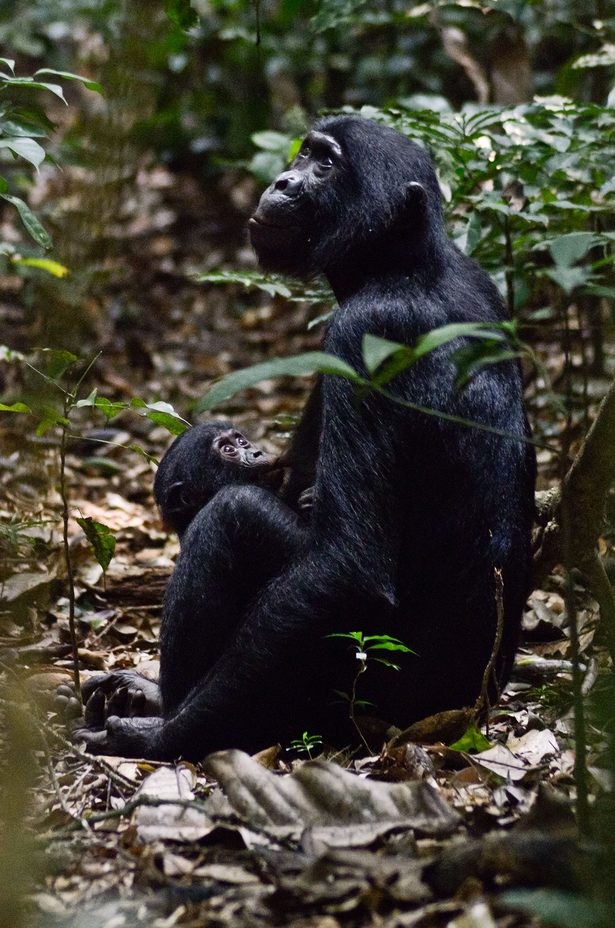 bonobo Congo colobus ape  monkey Fungi Nature