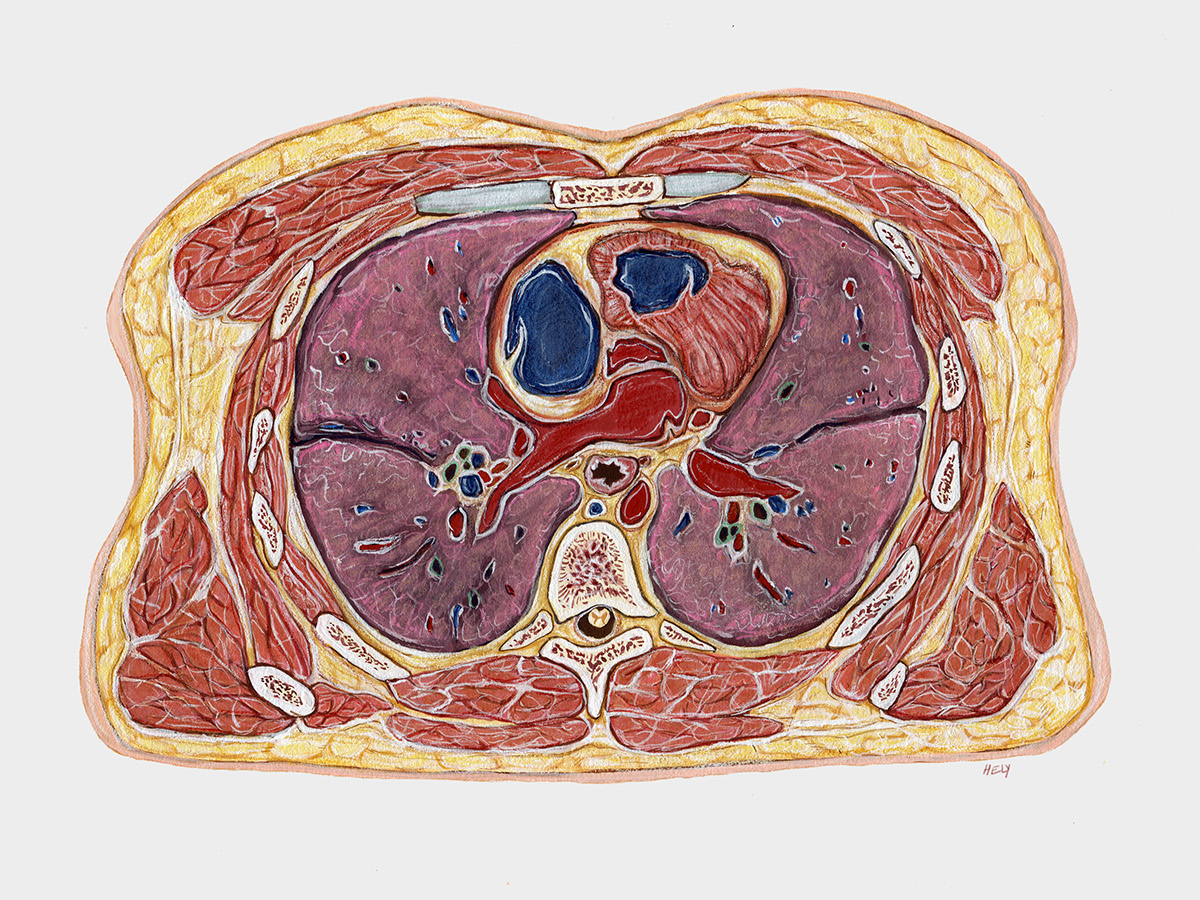 thorax Cross Section Visible Human Project heart lungs gouache