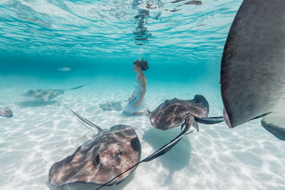 underwater UNDERWATER PHOTOGRAPHY stingrays Elena kalis