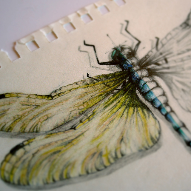 bug drawings hand draw portrait dragonfly wings claws wasp Nature insect macro pencil color close up crawlers