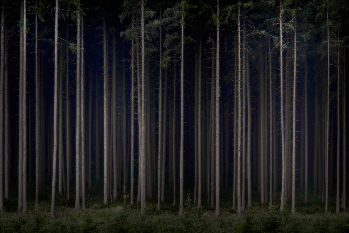 forest wood woodland trees light Landscape Nature jörg marx