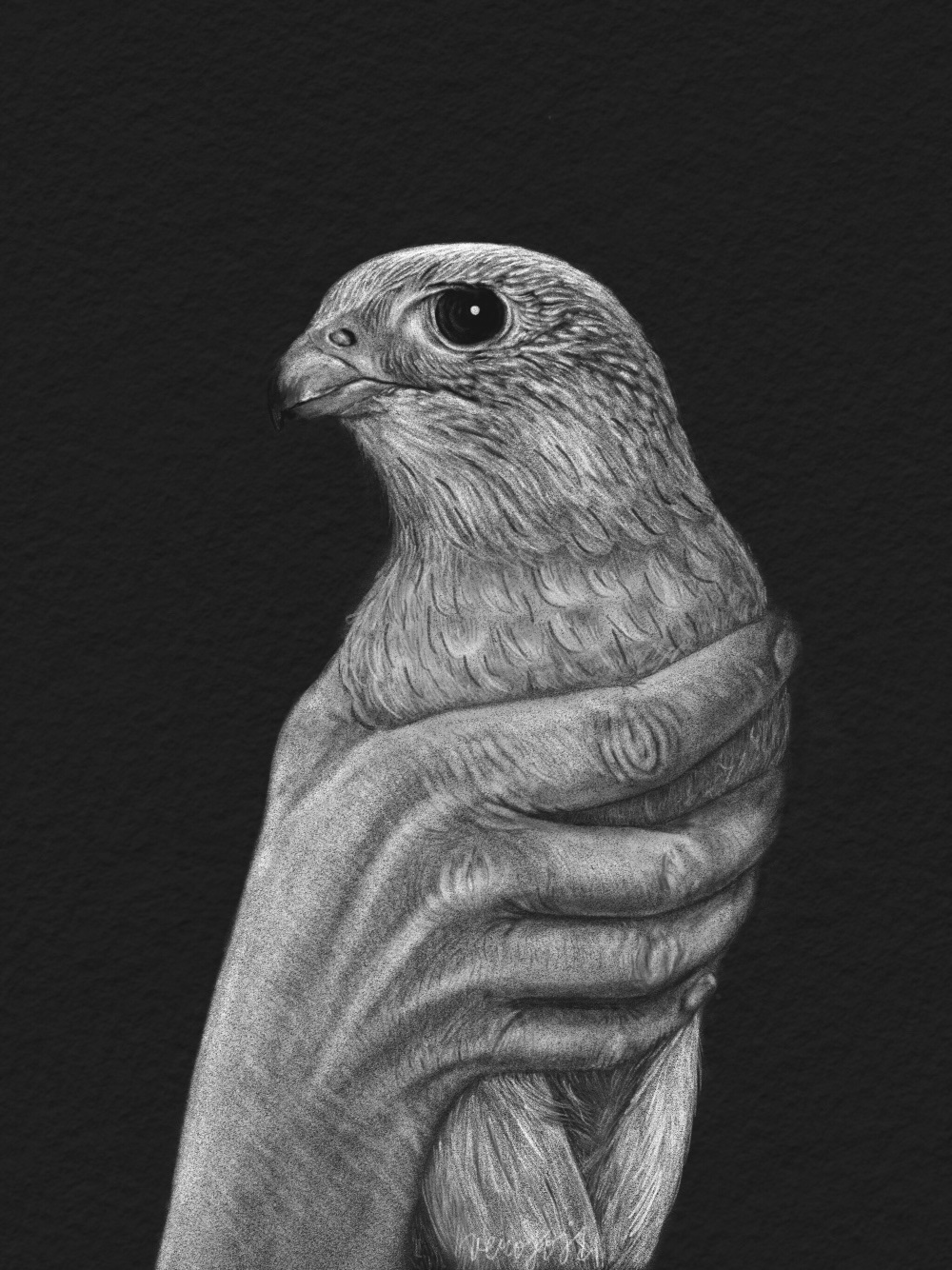 animal ffalcon bird black and white ILLUSTRATION  Drawing  pencil graphite wildlife hands draw sketch Illustrator art