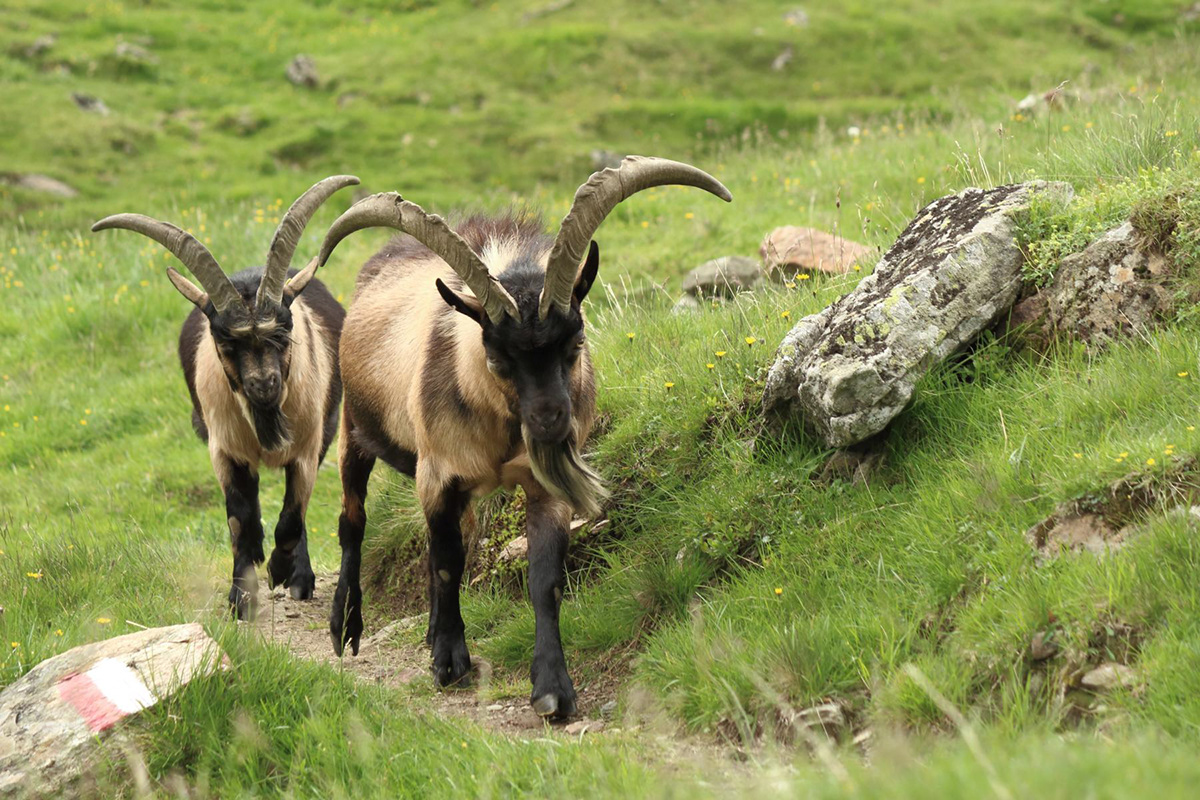 goat passeirer Bergziege alps mountains animals south tyrol