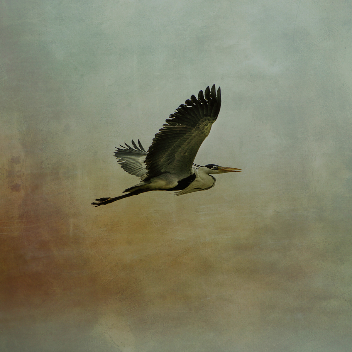 egrets heron Fly SKY Nature naturaleza birds aves vuelo CIelo