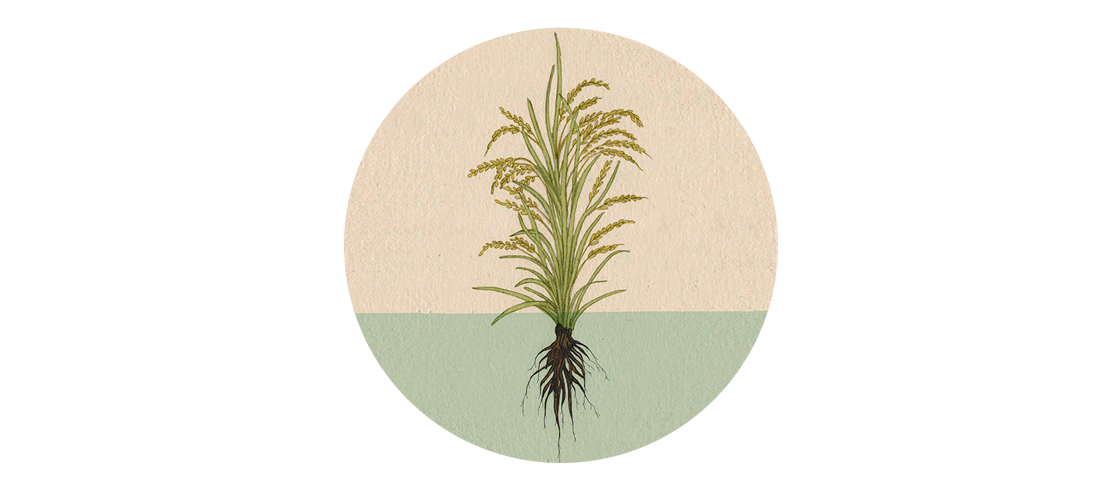 Rice arroz academic illustration ilustración científica ilustracion Nature cosecha siembra naturaleza ciencias naturales