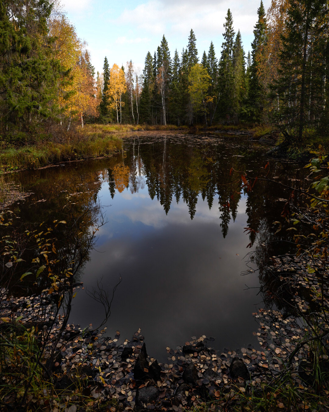 autumn autumn leaves Fall finland finnish lake scenery forest Lapland reindeer Ruska