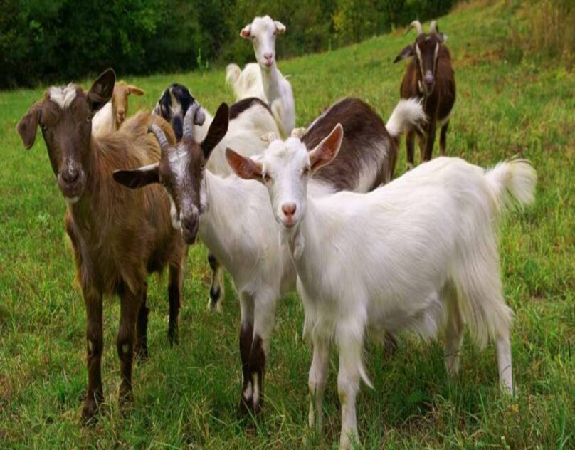 Livestock livestock farming goats pigs horses horse pig