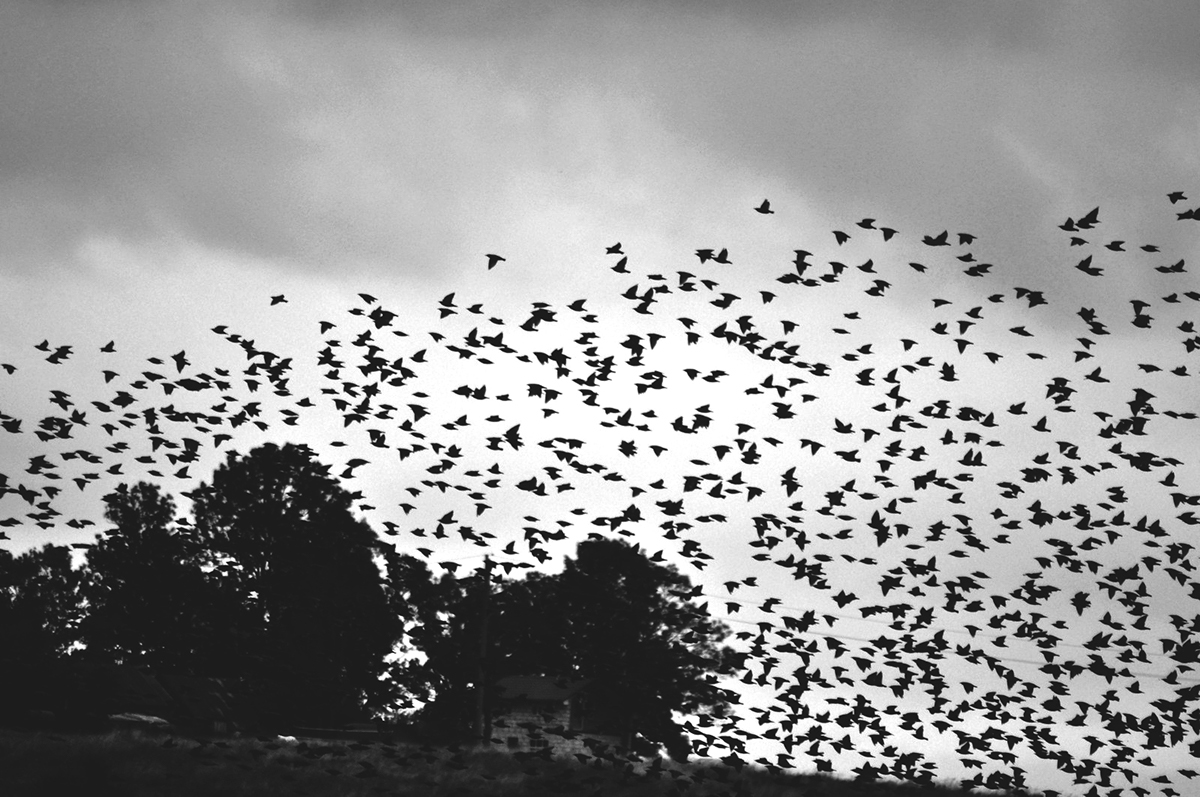 bird autumn pigeon Fly SKY black and white Nature dark seagull inspiration