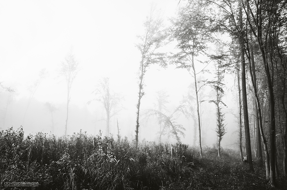 fog woods  forrest Landscape Mystic nebel wald austria Burgenland david schermann
