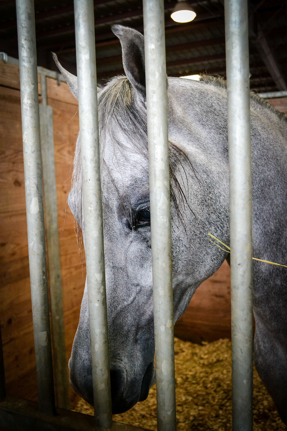Adobe Portfolio arabian horse equine animal