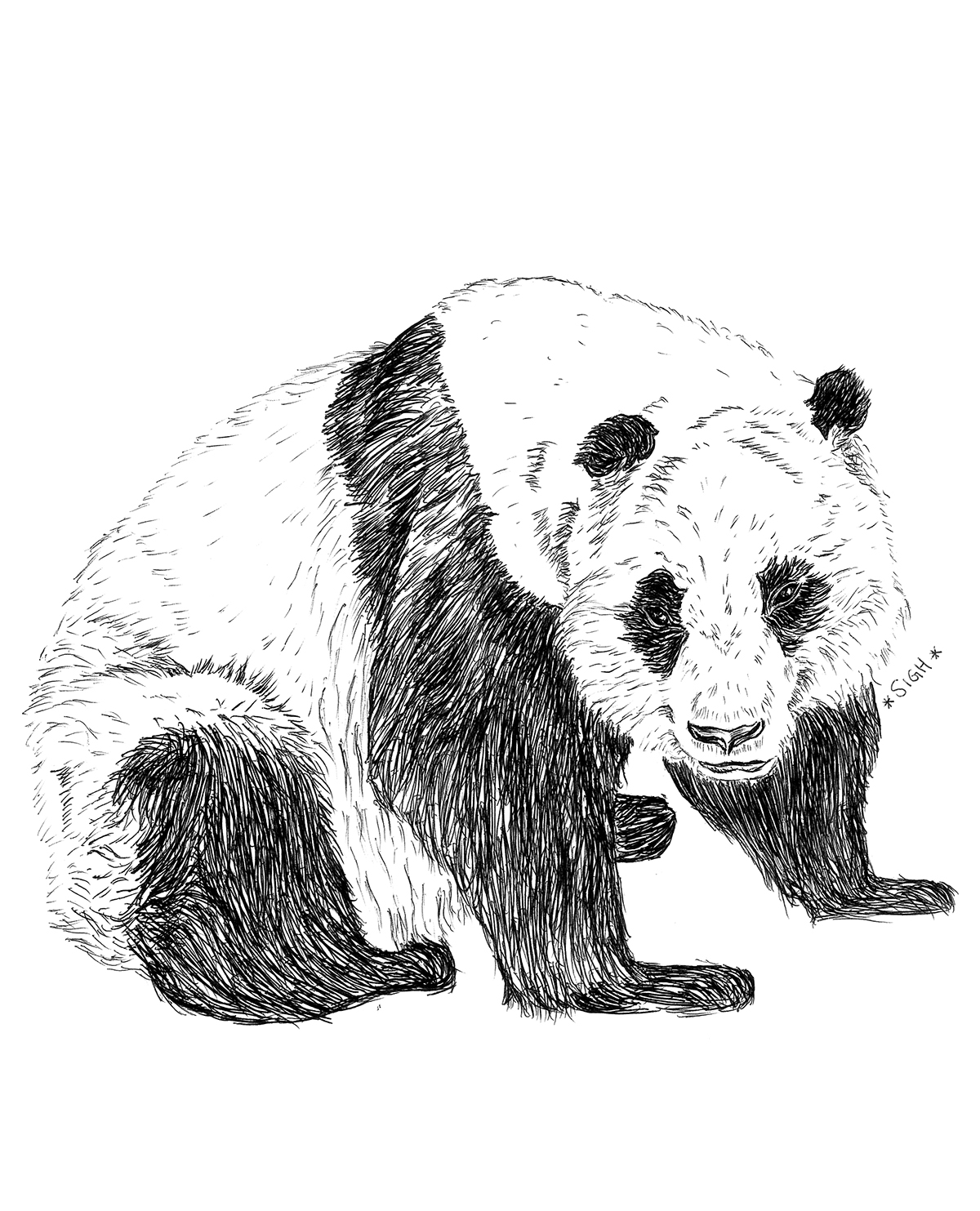 animals biro bear pangolin