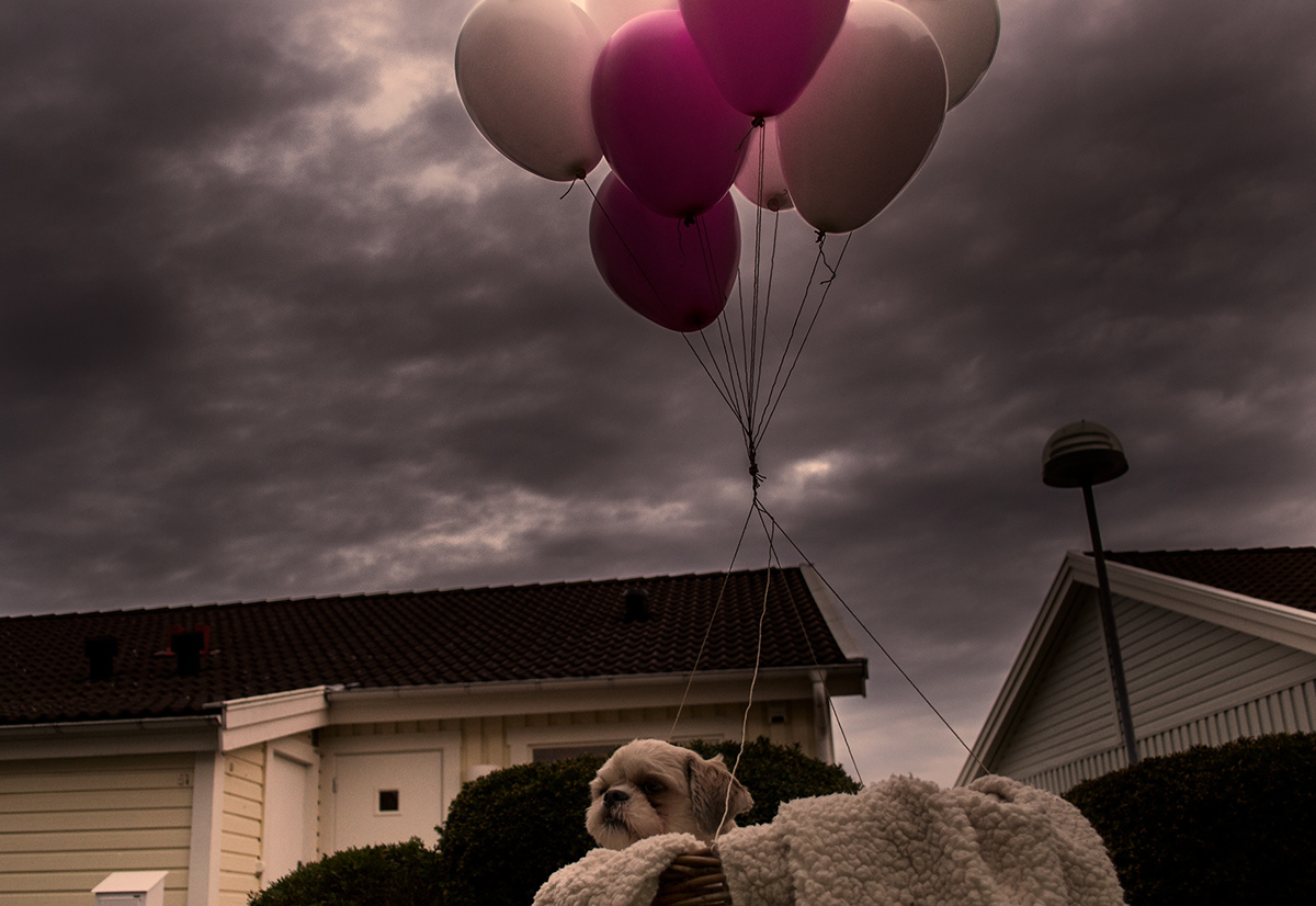 SKY Fly dog balloons pink White shihtzu Sweden april emsthorstensen flyaway   skyhigh Theme school Project