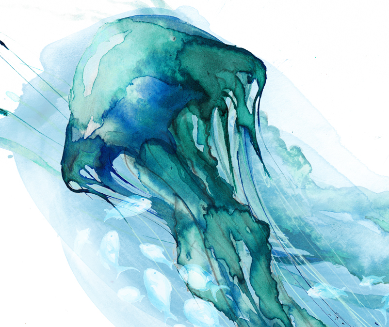 jelly fish underwater illustration  dubai leona beth leona pearson fine art illustration water colour inks