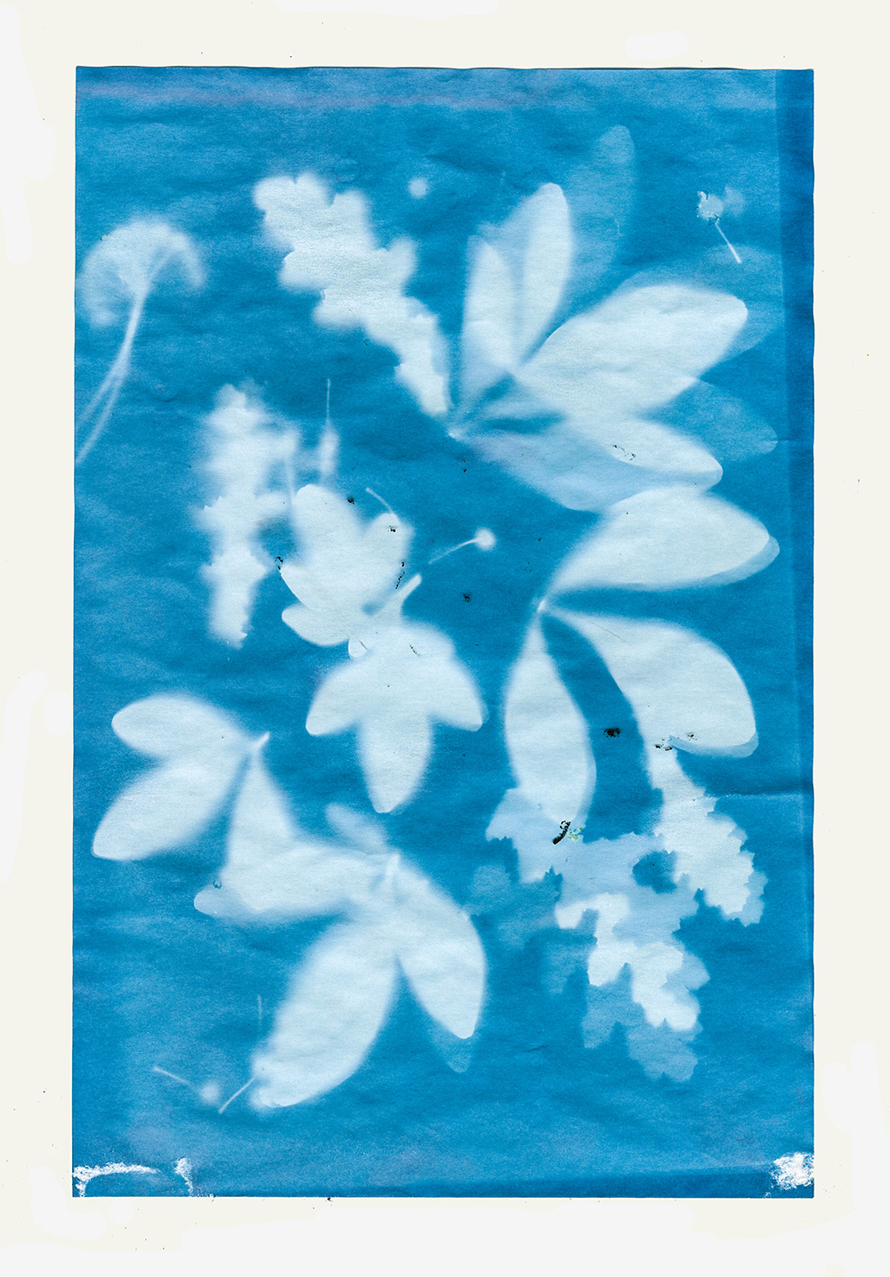 cyanotype blue Flowers plants Nature print sunprint