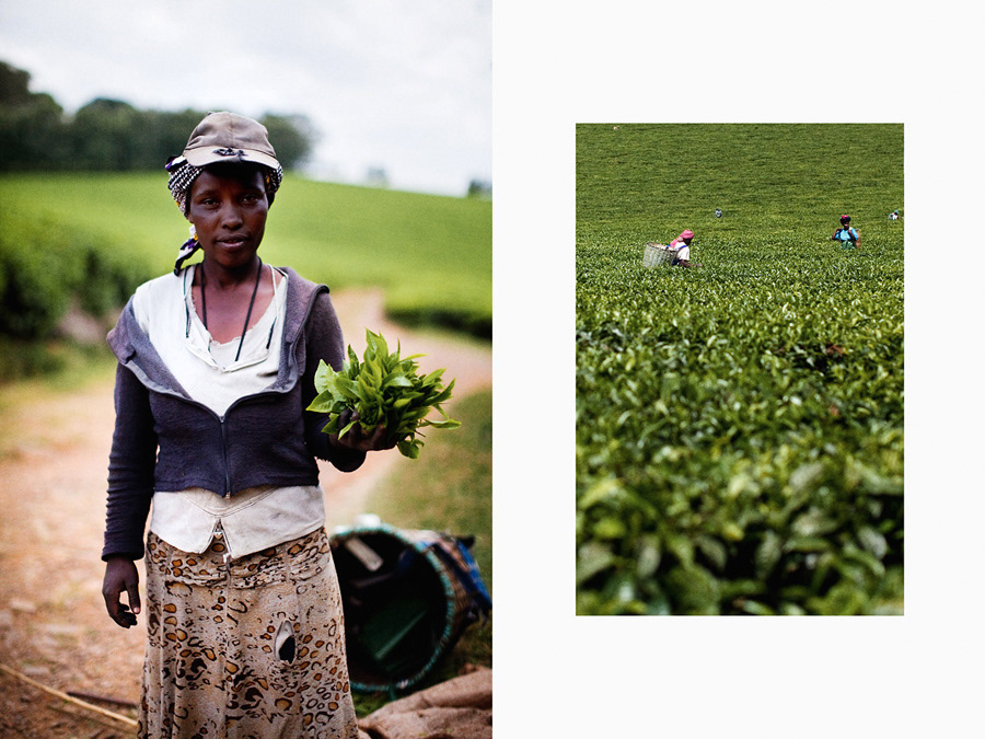 kenya kenia Kisumu kericho tea plantation portrait africa eastern africa lake victoria lukasz kus kuş łukasz kuś holograf