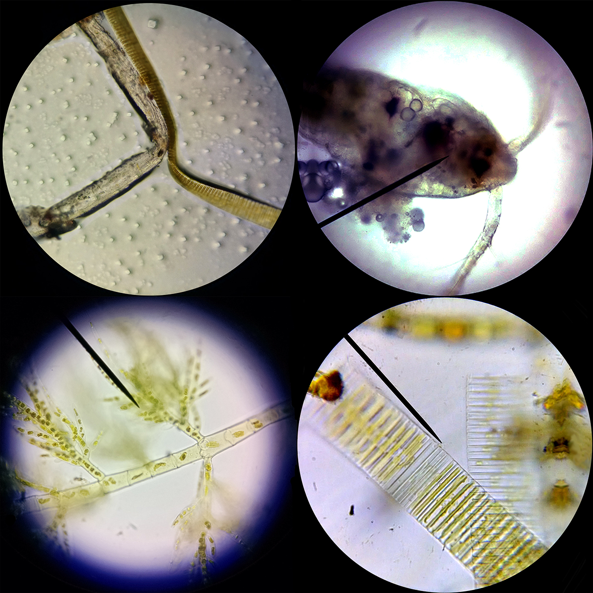 plankton biology digital