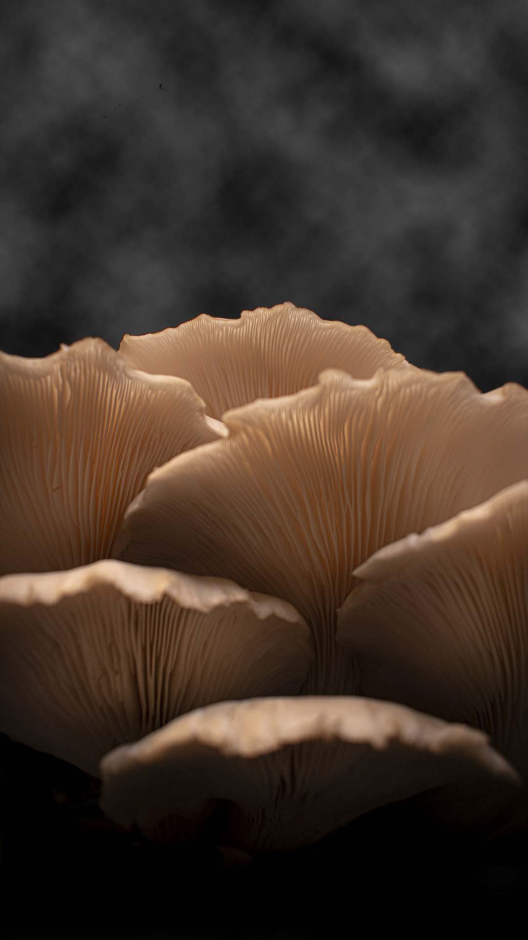 Image may contain: fungus, mushroom and basidiomycete