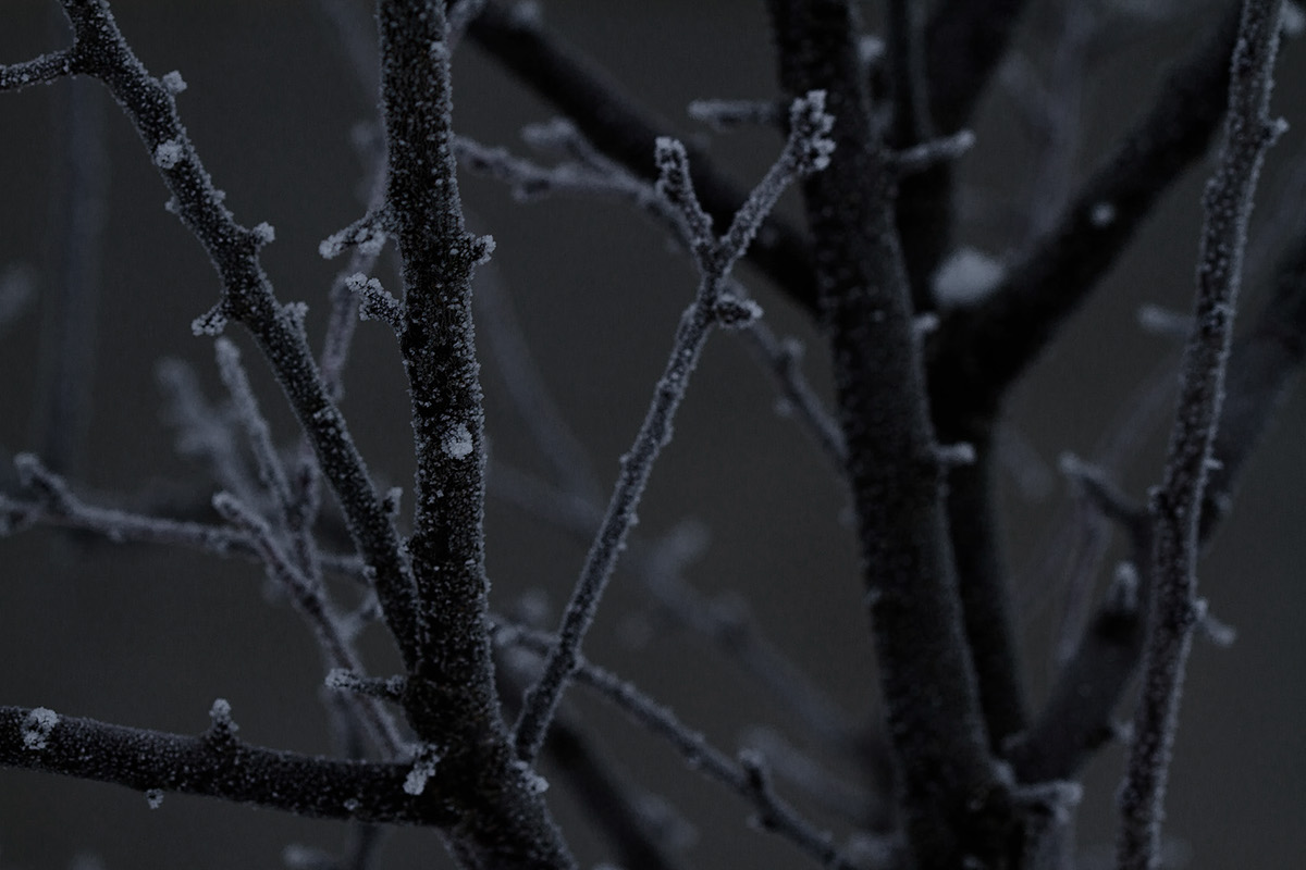 winter ice eis frost frozen cold Thorn Witte carsten Raureif Dornen schnee