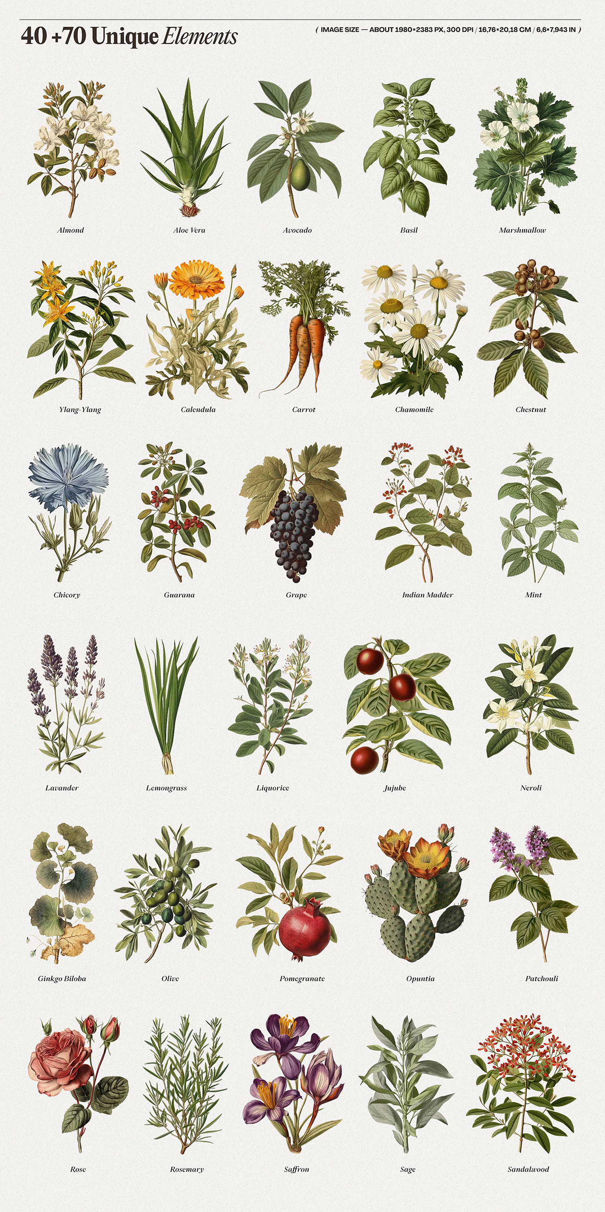 ai book botanical cosmetics Generated herbs midjourney old Retro vintage