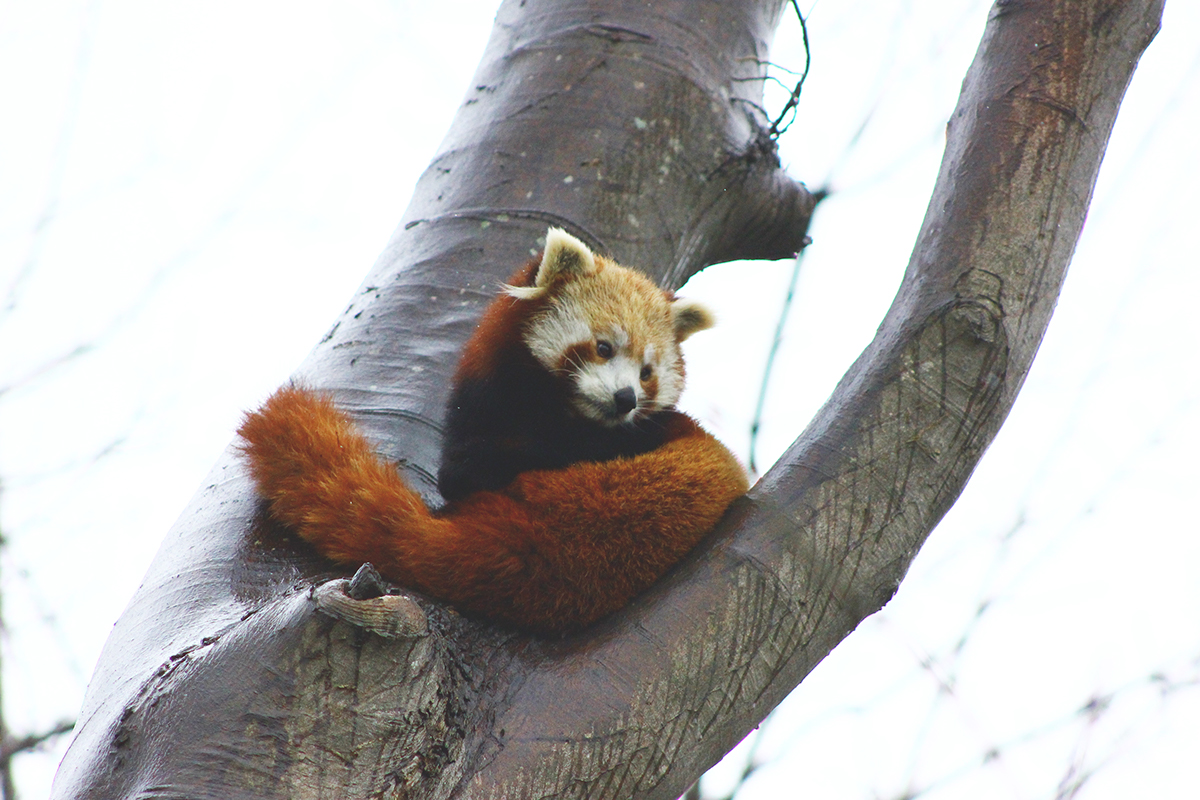 animals wildlife Photography  United Kingdom Snow Leopard red panda swan dslr Canon