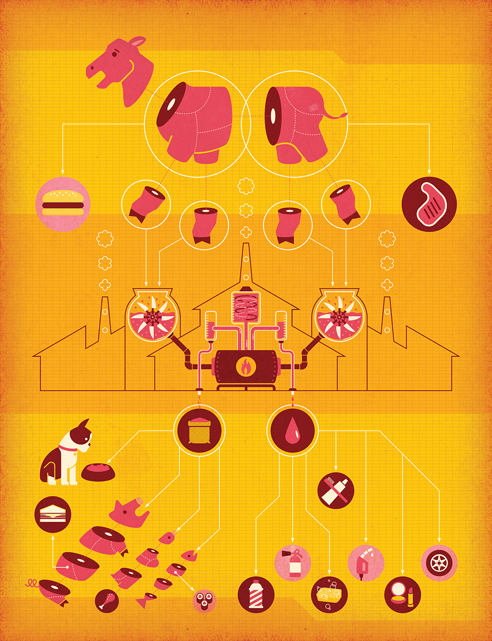 infographic animal editorial diagram meat process