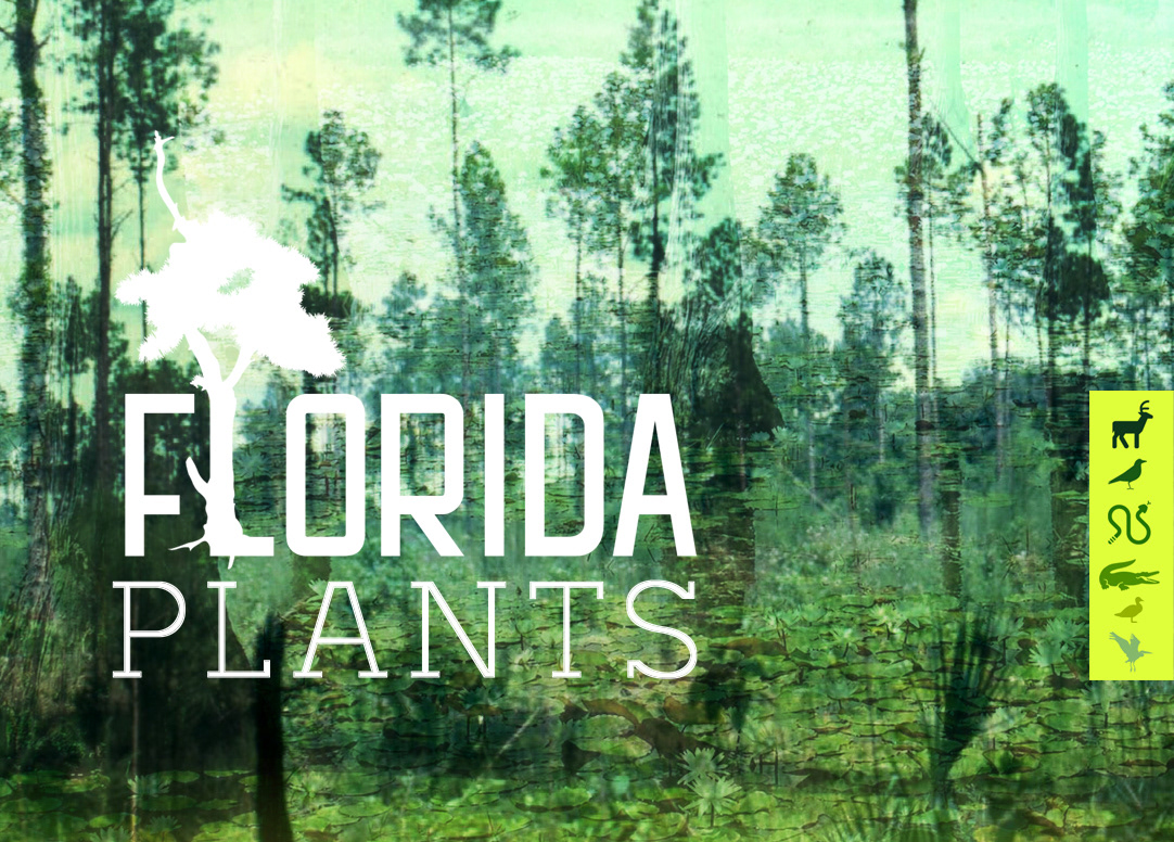 how  to identify florida plants Website interactive iPad