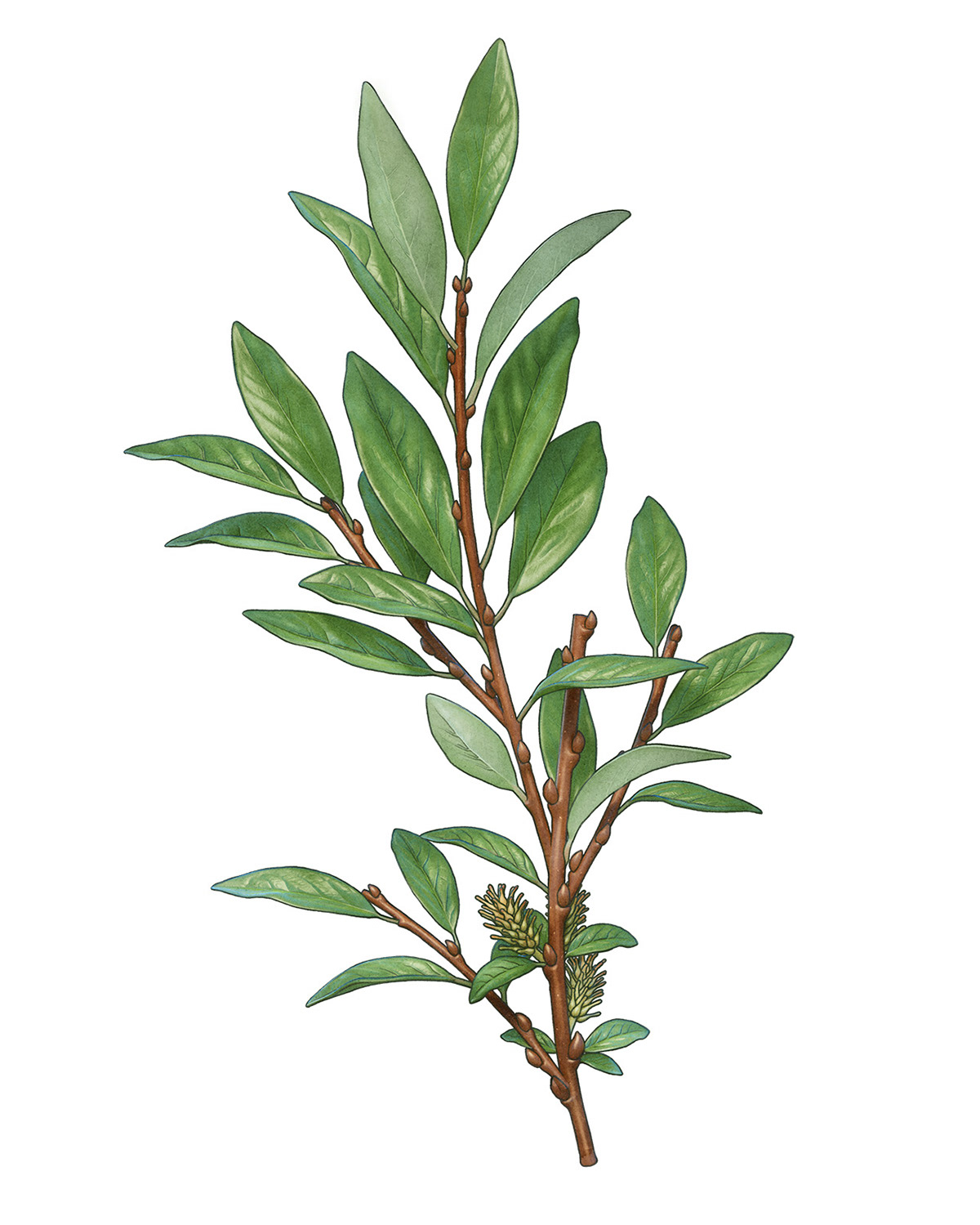 a twig of lingonberry with floral milkweed dwarf birch willow bluberry rowan-berry