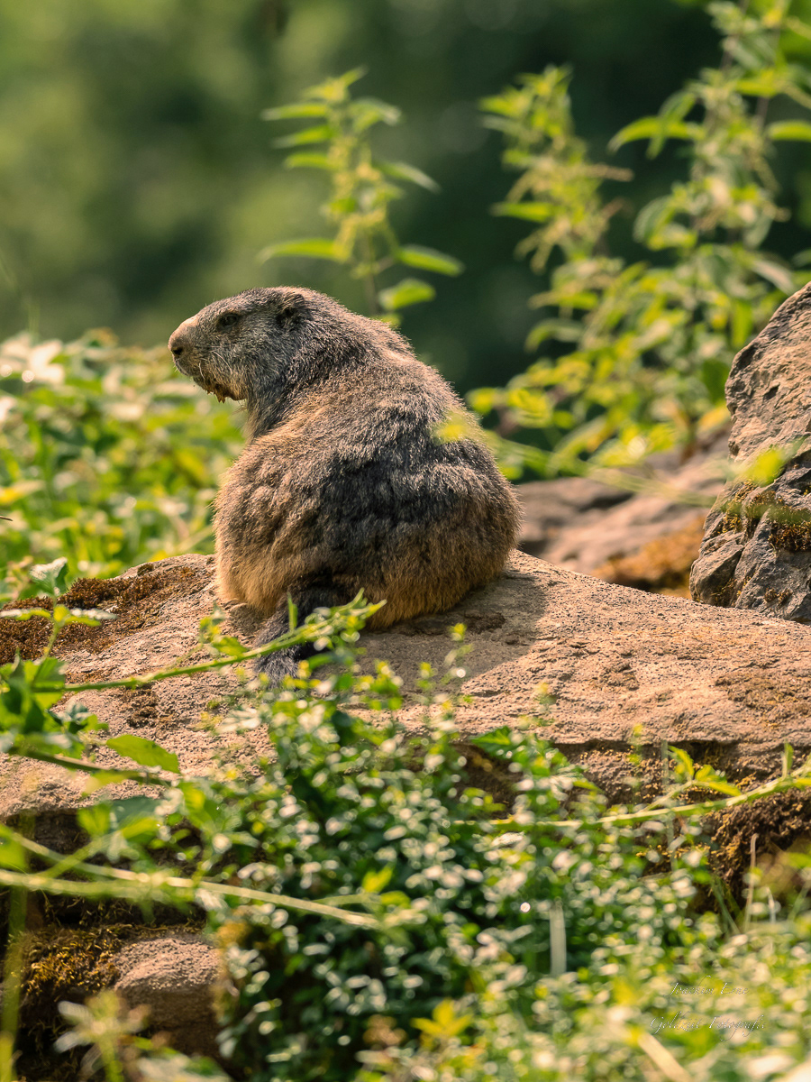 Alpen berge marmot mountains Murmeltier Nature Outdoor Schweiz wildlife