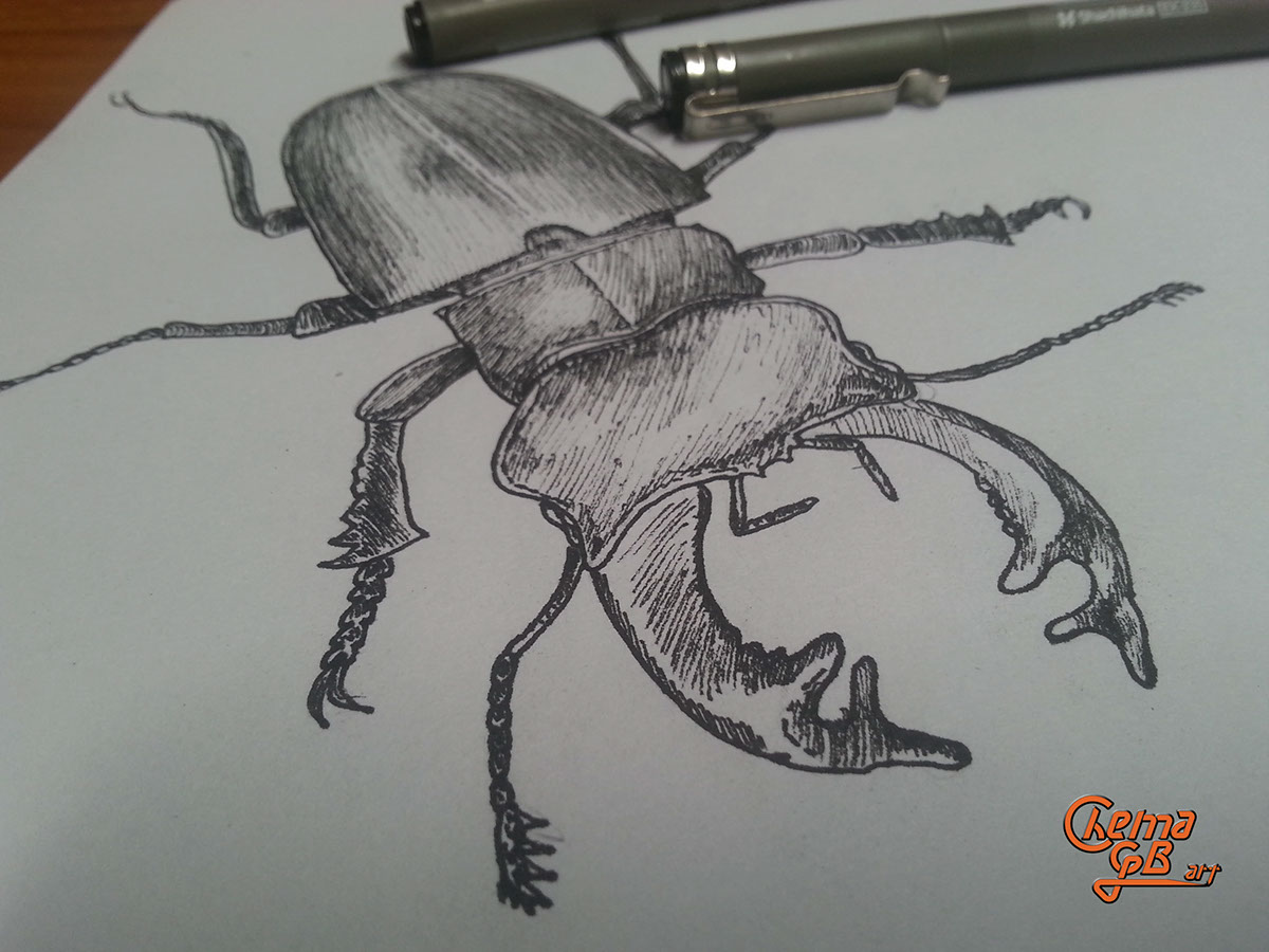 bicho bug ciervovolante stagbeetle escarabajo sketch boceto Marker rotulador