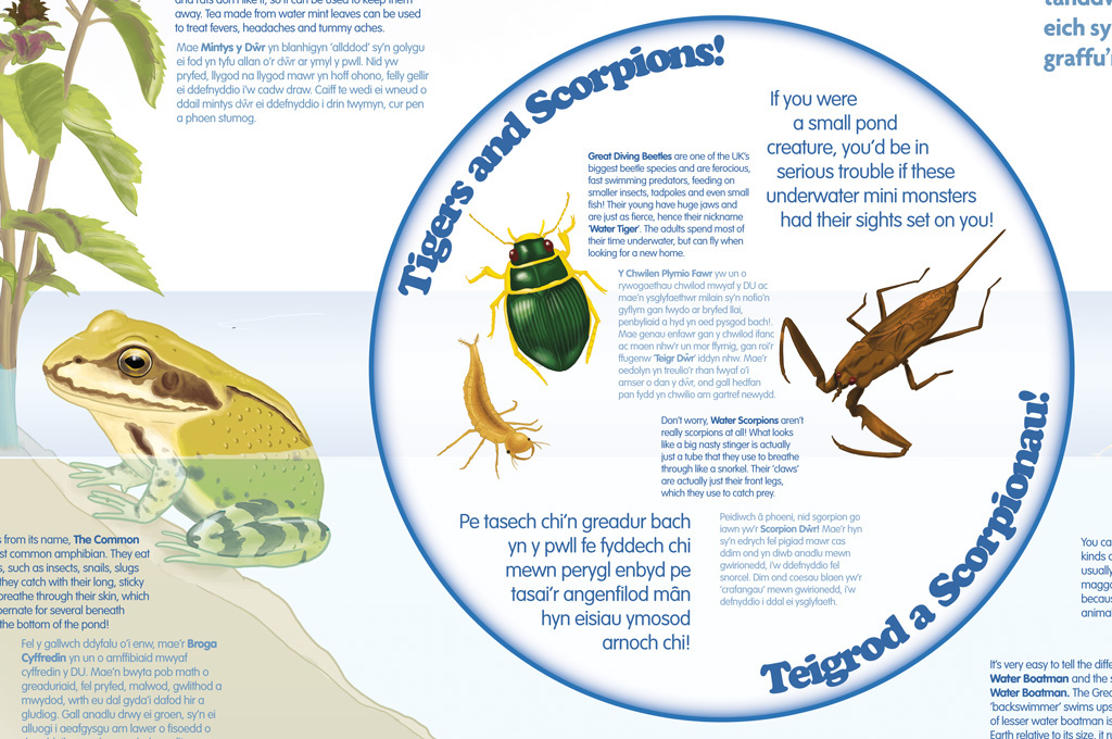 interpretation board Nature realistic digital painting bilingual Welsh educational Amphibian Insects