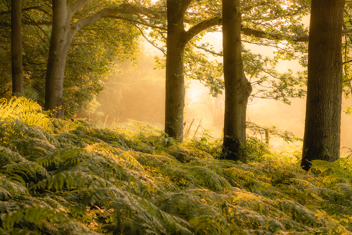 Landscape landscape photography Nature nature photography United Kingdom wales woodland seasons trees UK