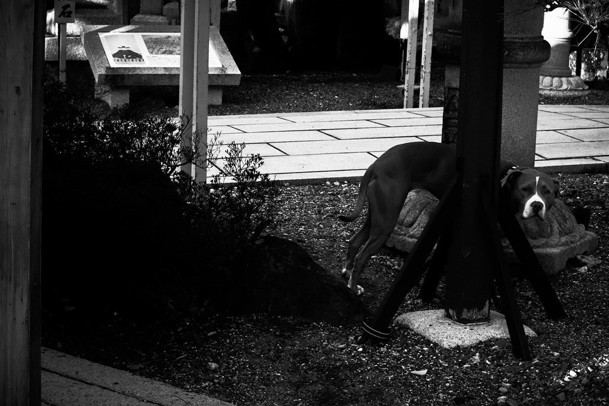Street blackandwhite black White japan light shadow monochrome mood art