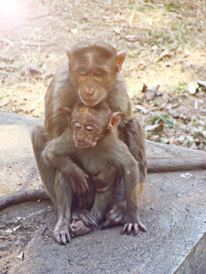 Love Nature emotions feelings mother motherly human people species composition kid monkey child