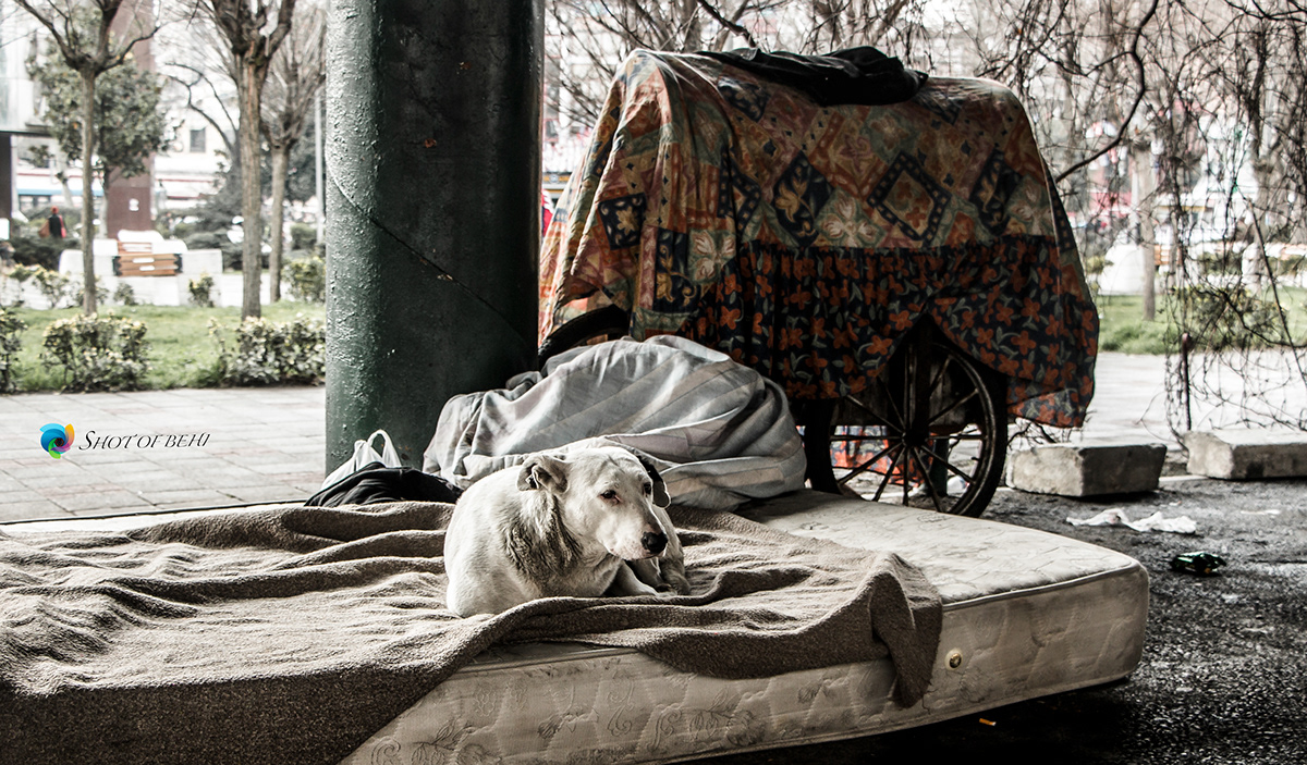 Real friend dog homeless Homeless dog istanbul homeless dog Beşiktaş istanbul