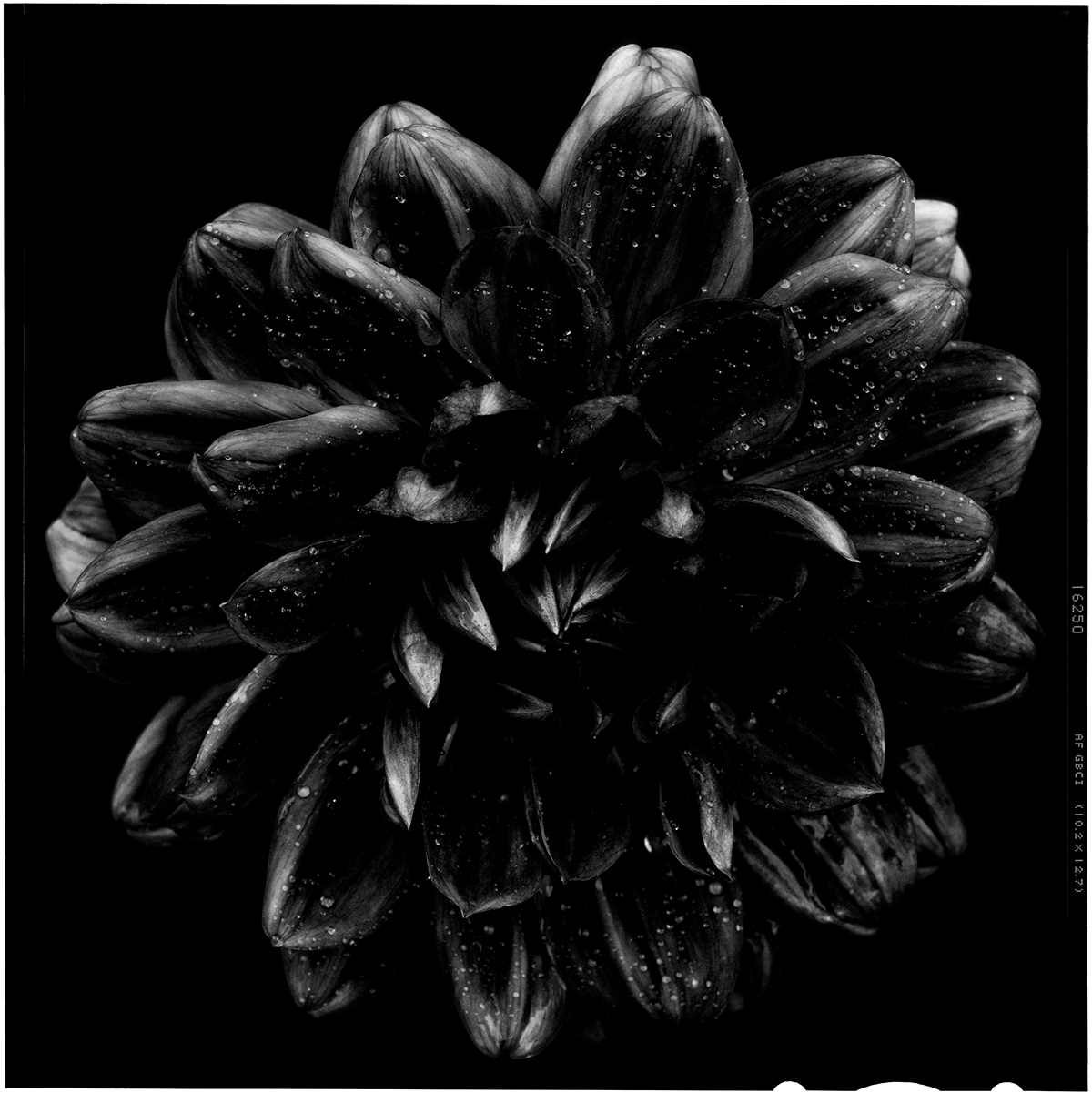 Flowers black dark