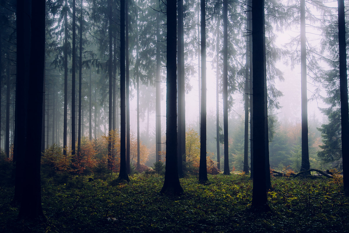 forest Fall autumn Tree  Nature fog mist mysterious leaves germany