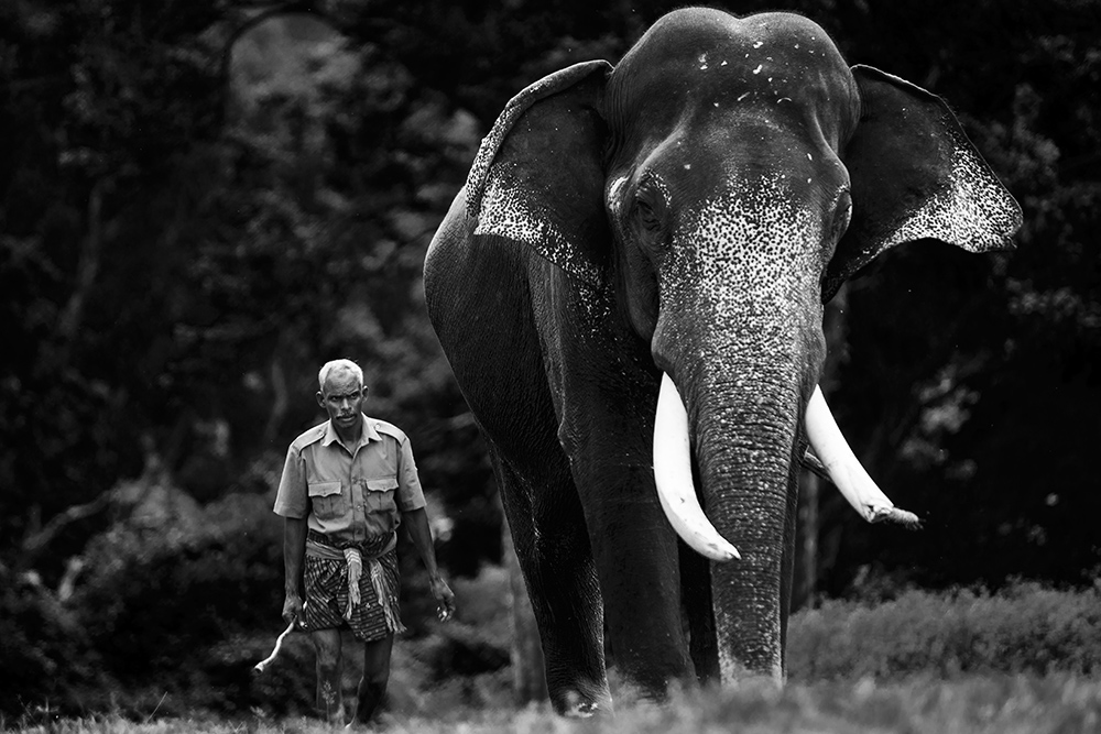 elephants kerala tamilnadu animals Nature wild Captive elephasmaximusindicus India Landscape