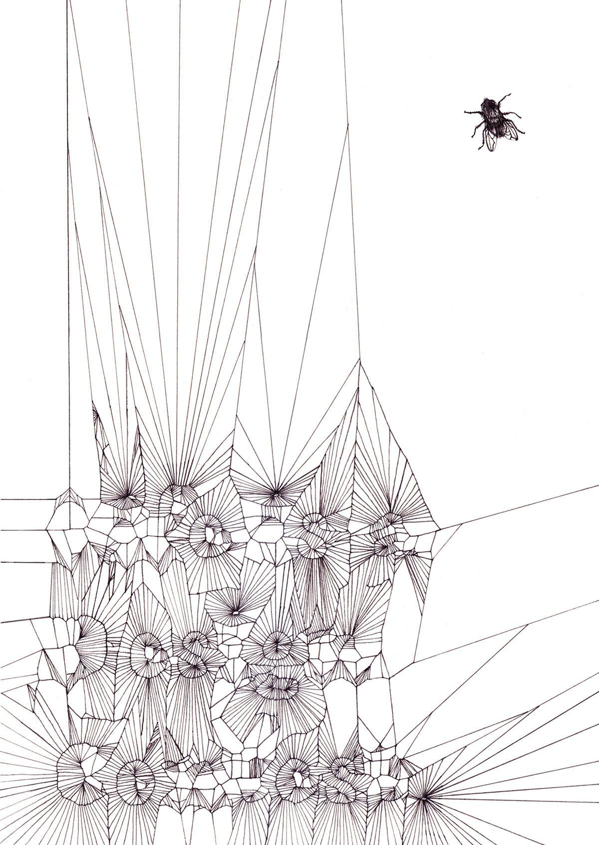 type generative design Nature Fly spider Web poster processing