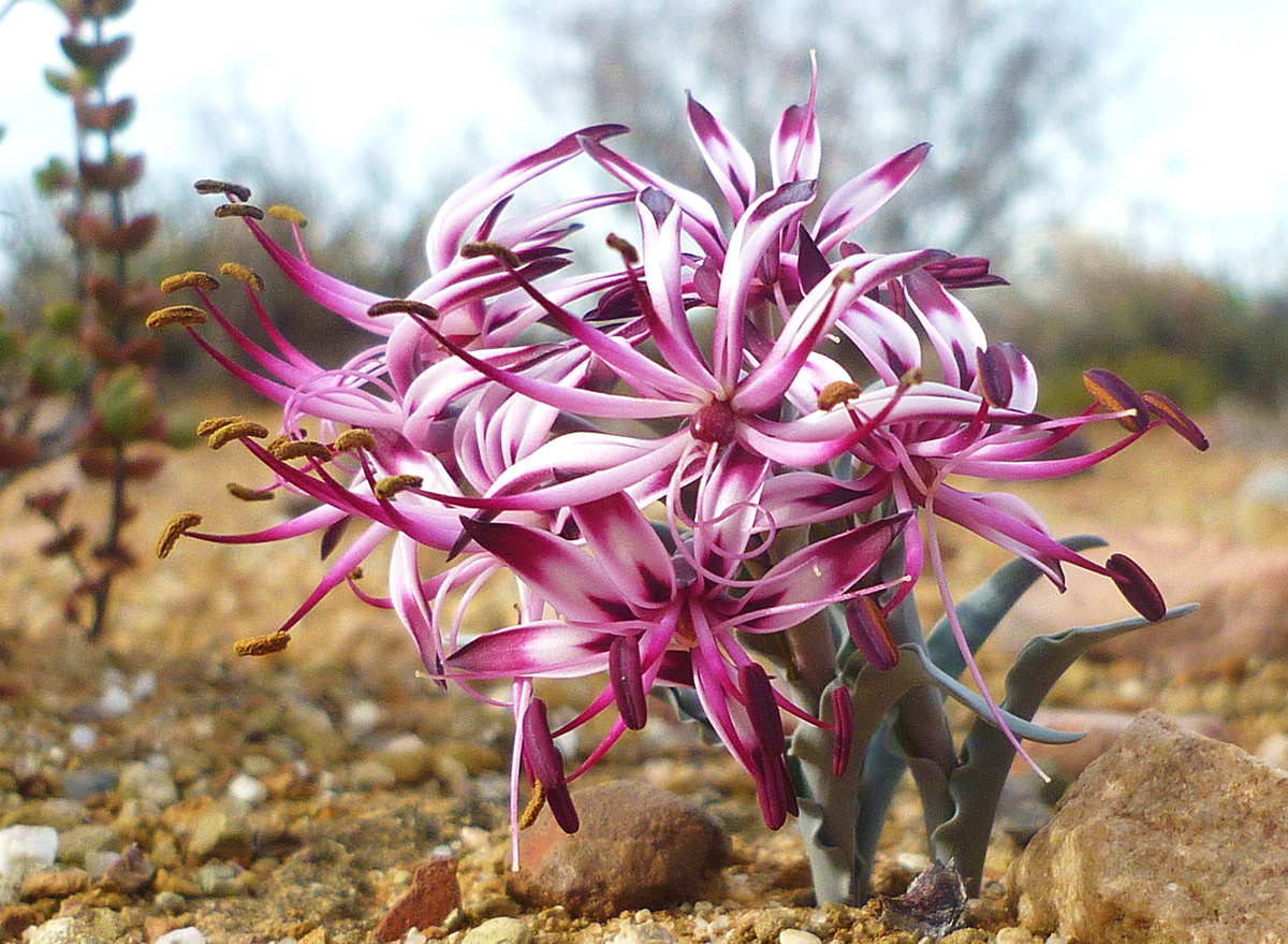 Succulent Flora Plant flower macro colors Karoo desert