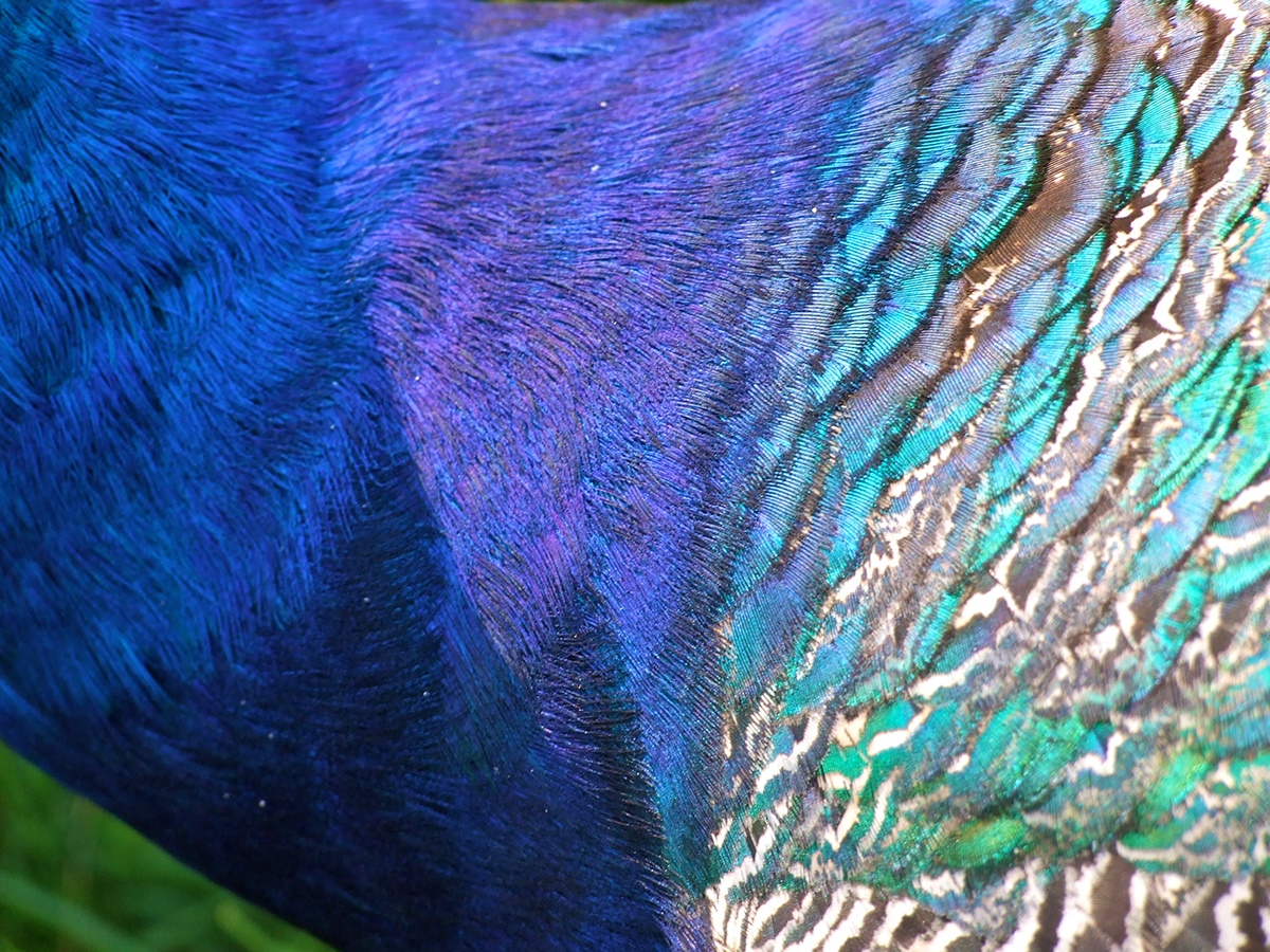 birds peacok textile prints Patterns