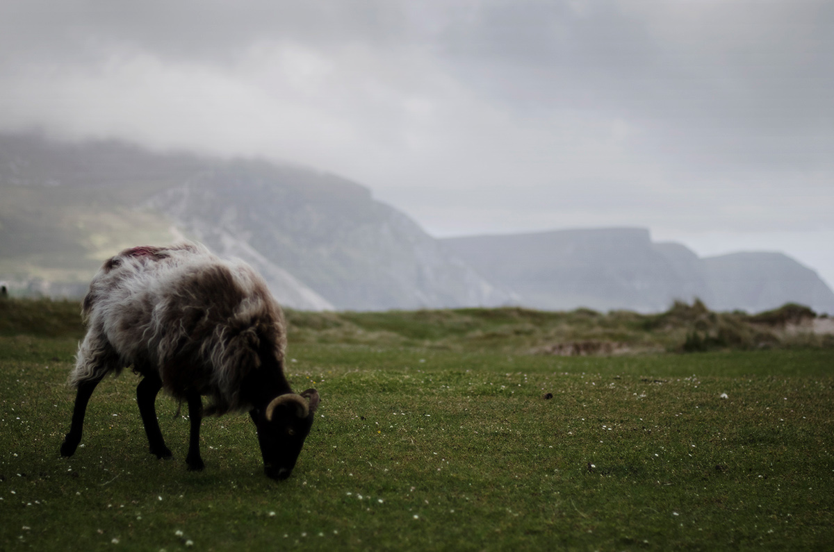 Ireland  achill island Landscape Meadows sheep cliffs clouds