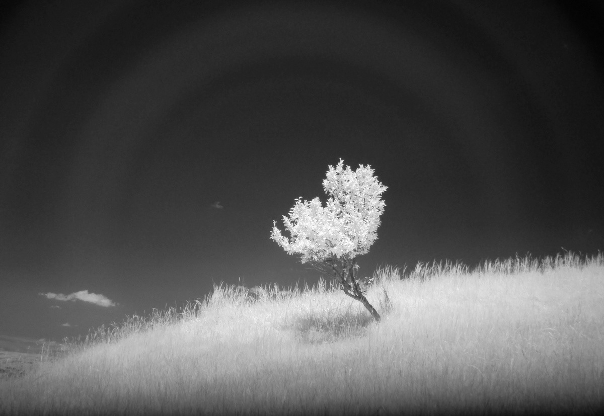infrared infra red Landscape Tree  surreal rotea dan cluj-napoca Picture filter Sony h9 SKY dark cool digital spectrum