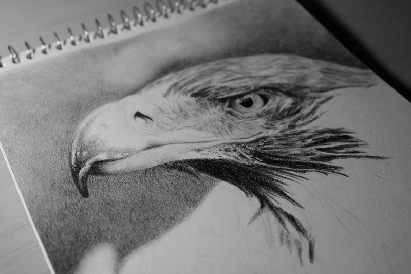 eagle aguila wedge tail wedge-tailed pencil portrait scientific draw graphite