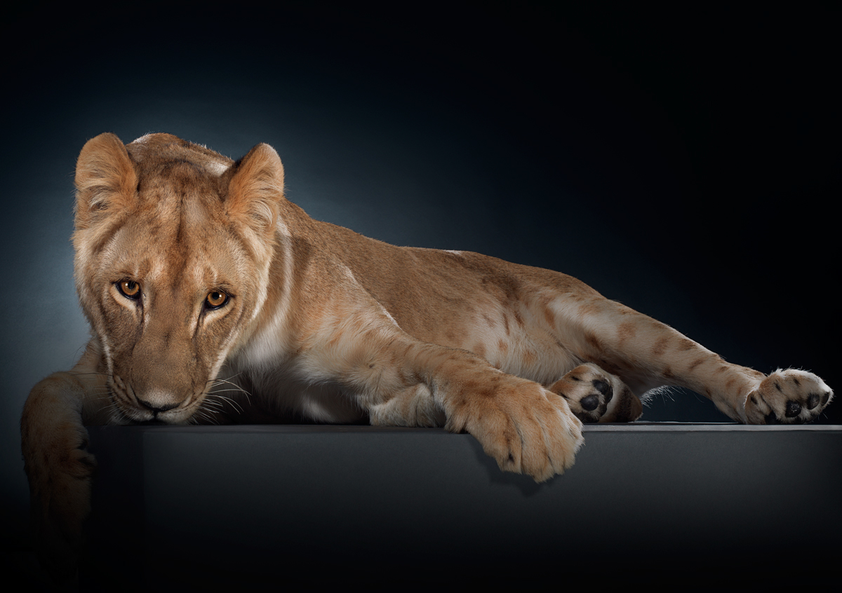 animal lion tigers portrait studio Kuwait Hasselblad montwelo q8 dubai Lions tiger cats lighting