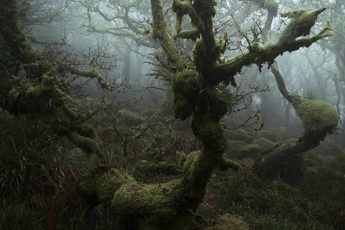 Ancient atmosphere atmospheric forest Landscape mood UK wistmans woodland