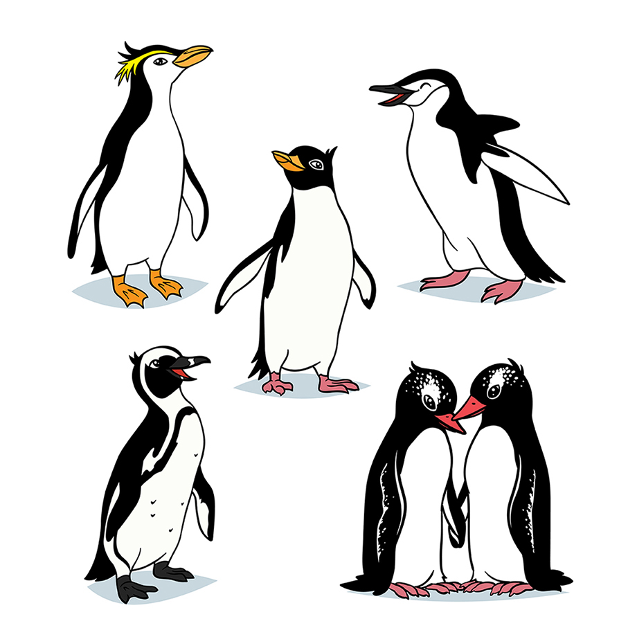 penguin cute cartoon bird vector Arctic black White