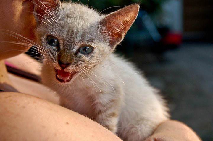 Cat photoshoot Nature Nikon mother Love Pet