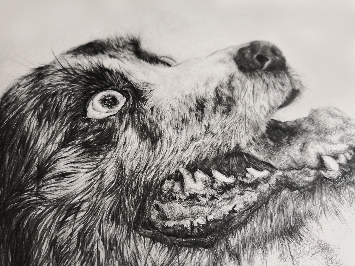 dog dog drawing Pencil drawing pencil portrait